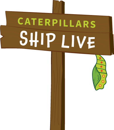 Live Caterpillars